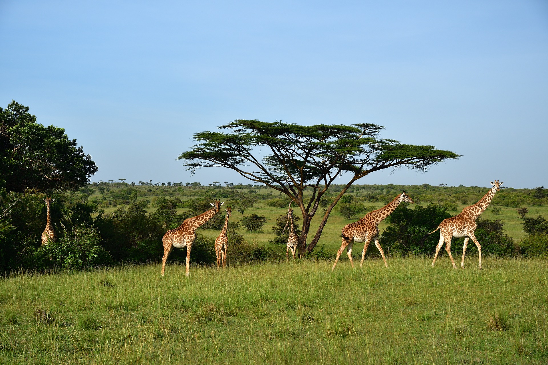 DAYS GLIMPSE OF KENYA BUDGET SAFARI